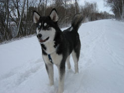 Siberian Husky